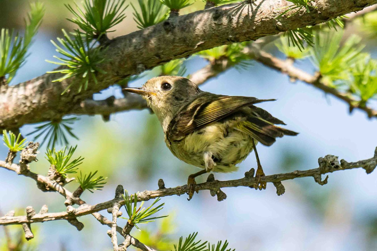 Ruby-crowned Kinglet - ML638714844