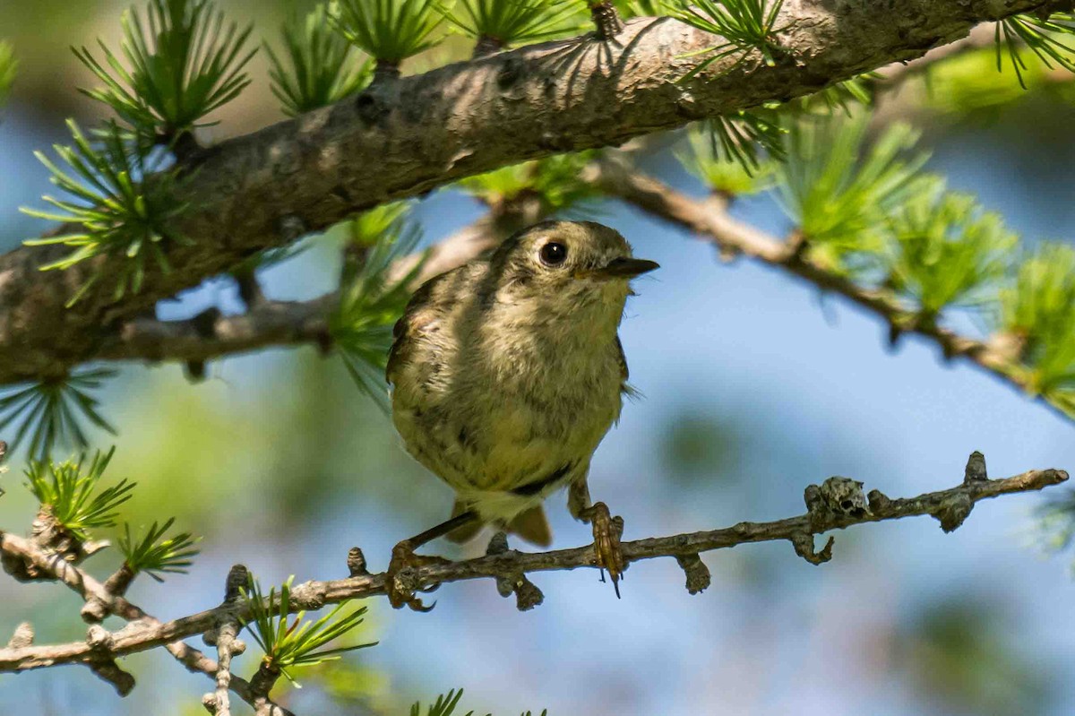 Ruby-crowned Kinglet - ML638714845
