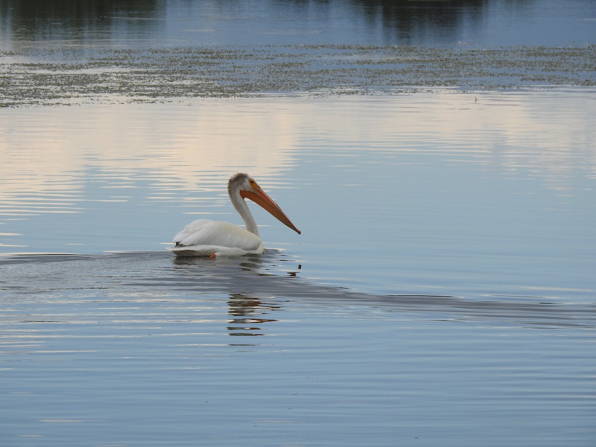 American White Pelican - ML638714851
