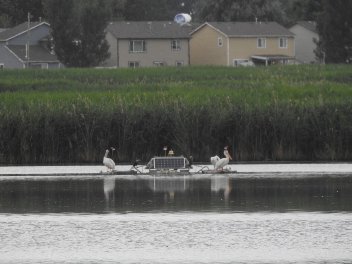 American White Pelican - ML638714852