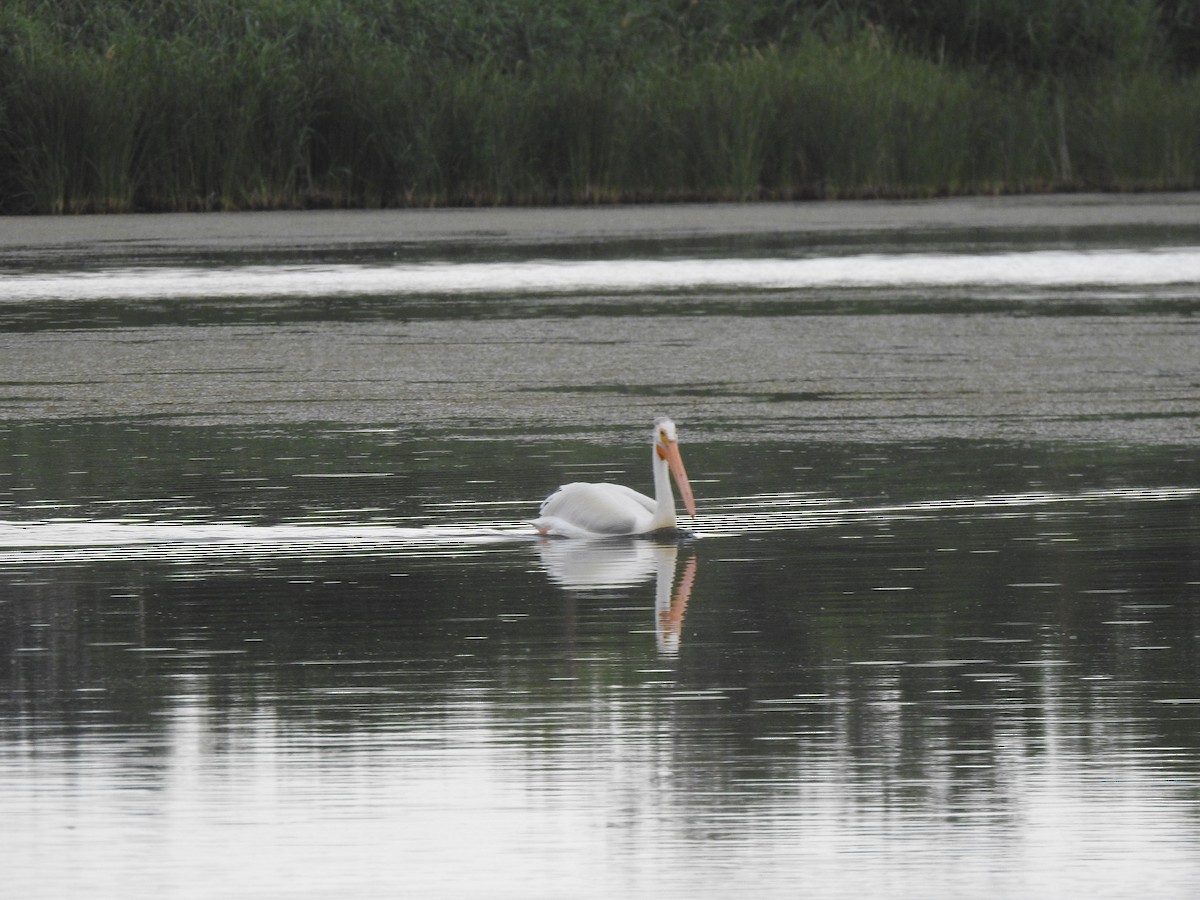 American White Pelican - ML638714854