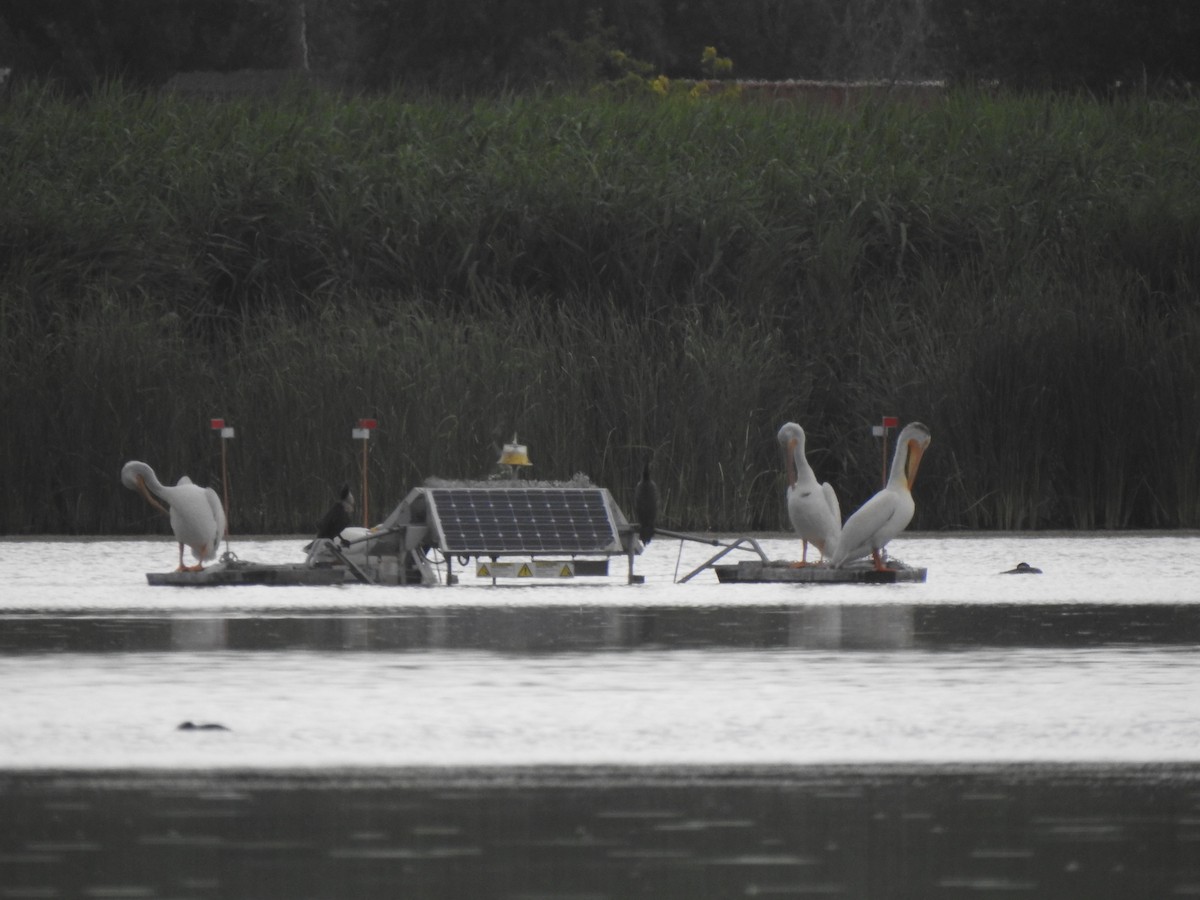American White Pelican - ML638714855