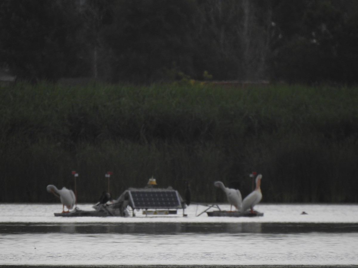 American White Pelican - ML638714856