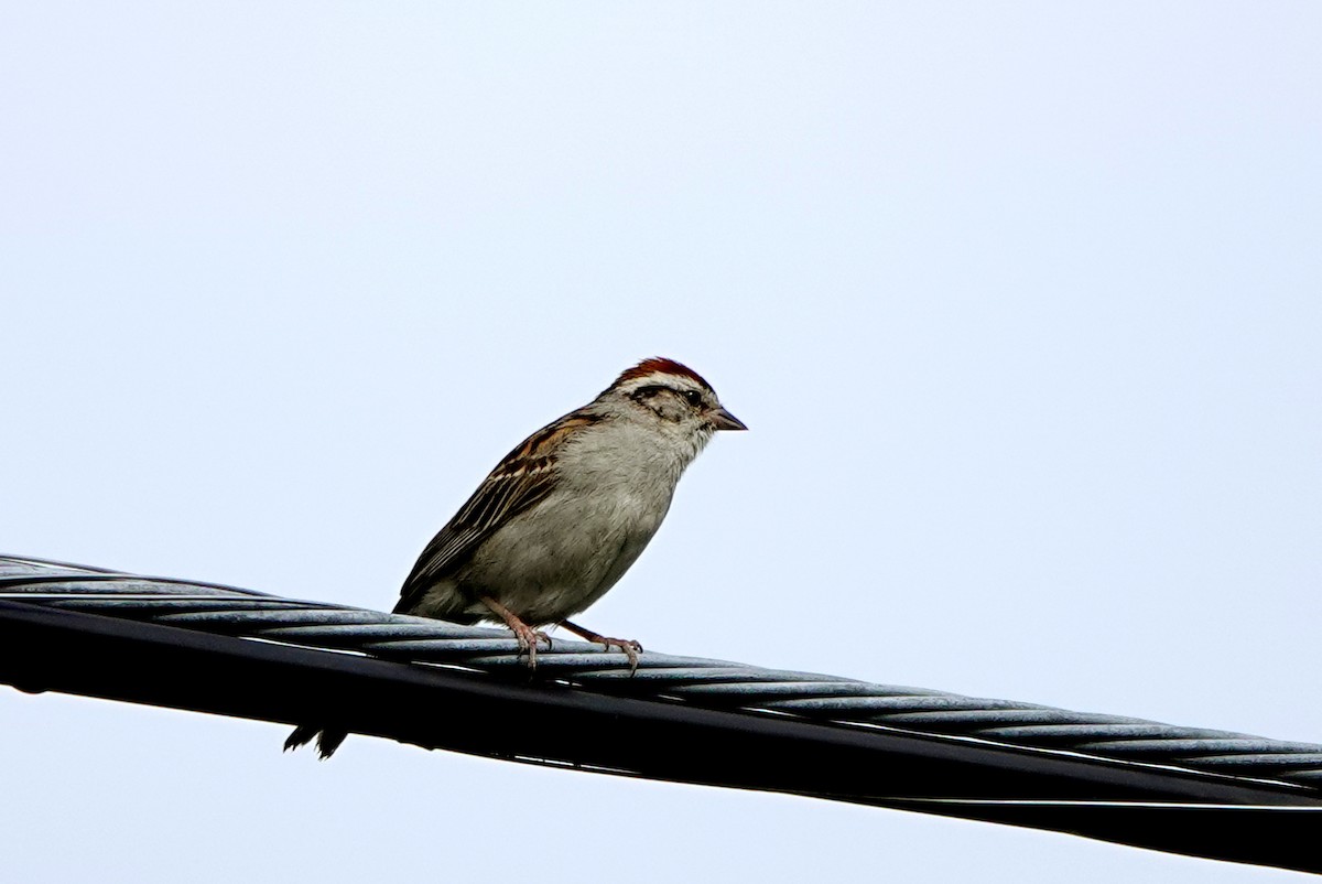 Chipping Sparrow - ML638714891