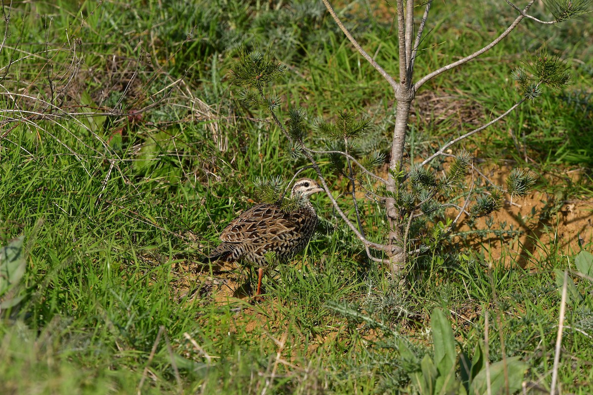Black Francolin - ML638714897