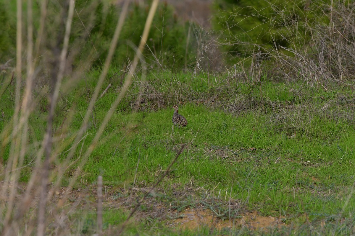 Black Francolin - ML638714898
