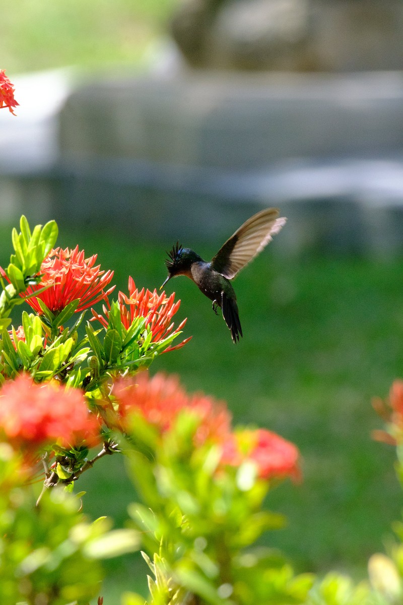 Antillenhaubenkolibri - ML638714934