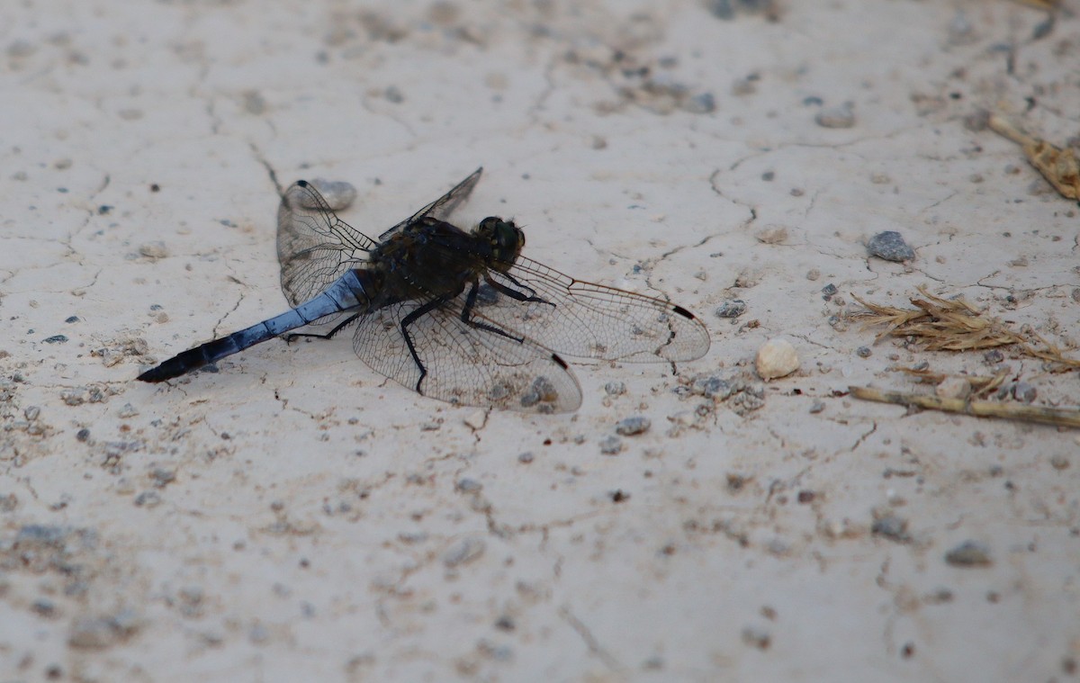 Black-tailed Skimmer - ML638714960