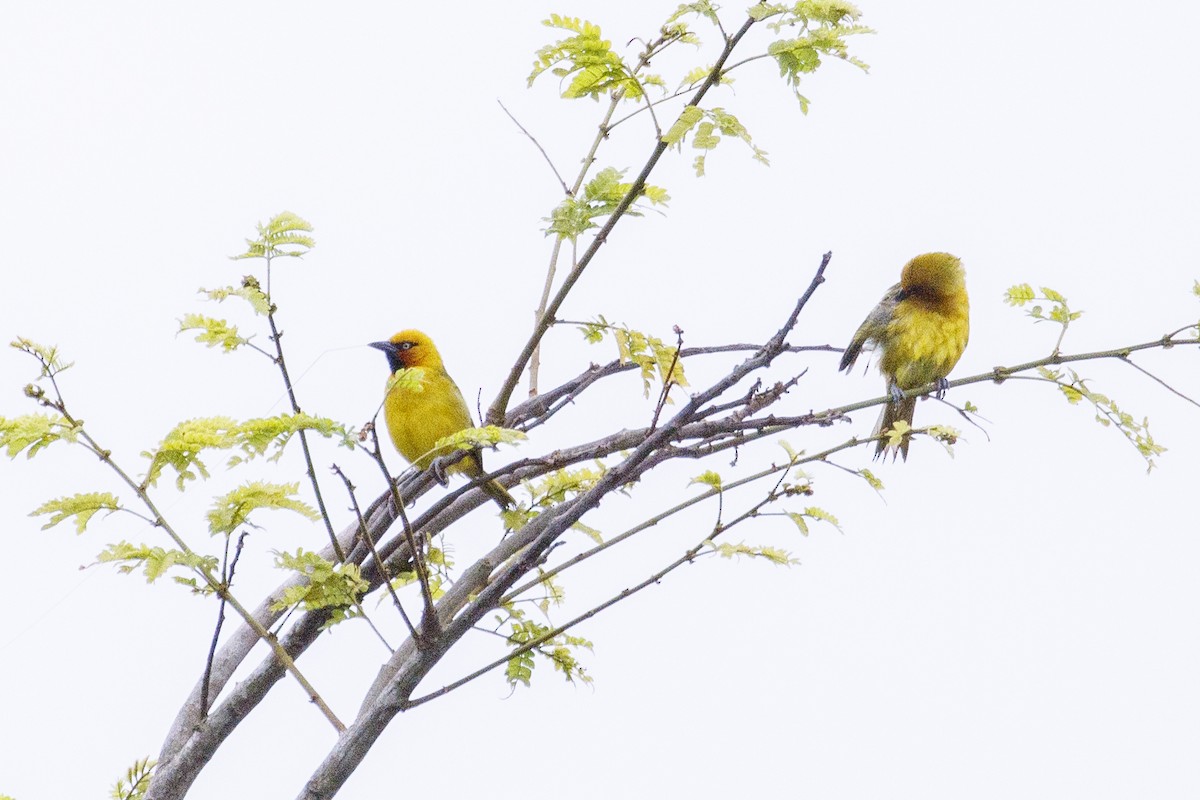 Spectacled Weaver - ML638714961