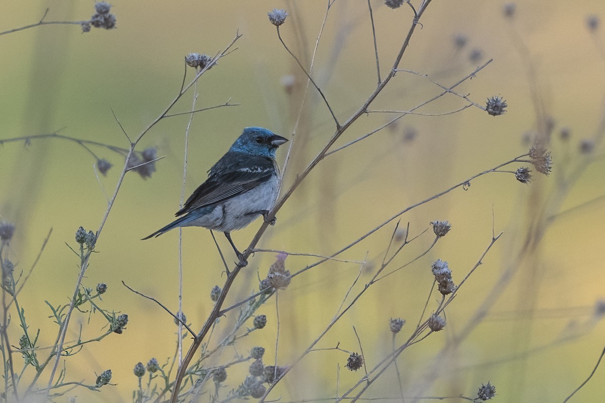 Lazuli Bunting - ML638714976