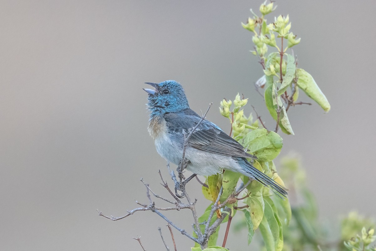 Lazuli Bunting - ML638714977
