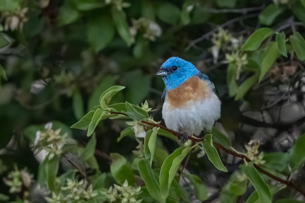 Lazuli Bunting - ML638714978