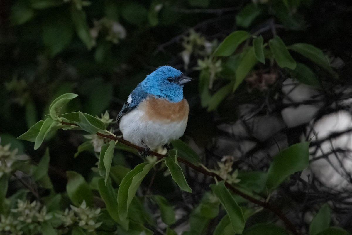 Lazuli Bunting - ML638714979