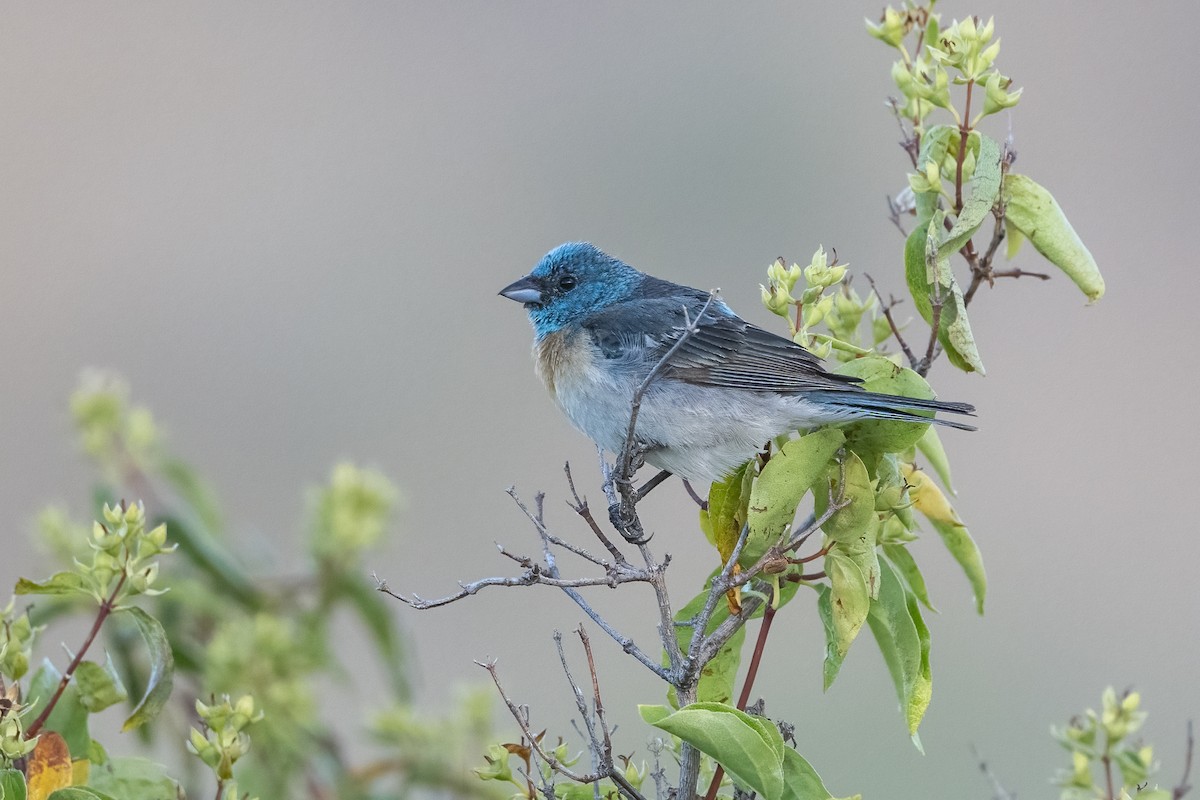 Lazuli Bunting - ML638714980