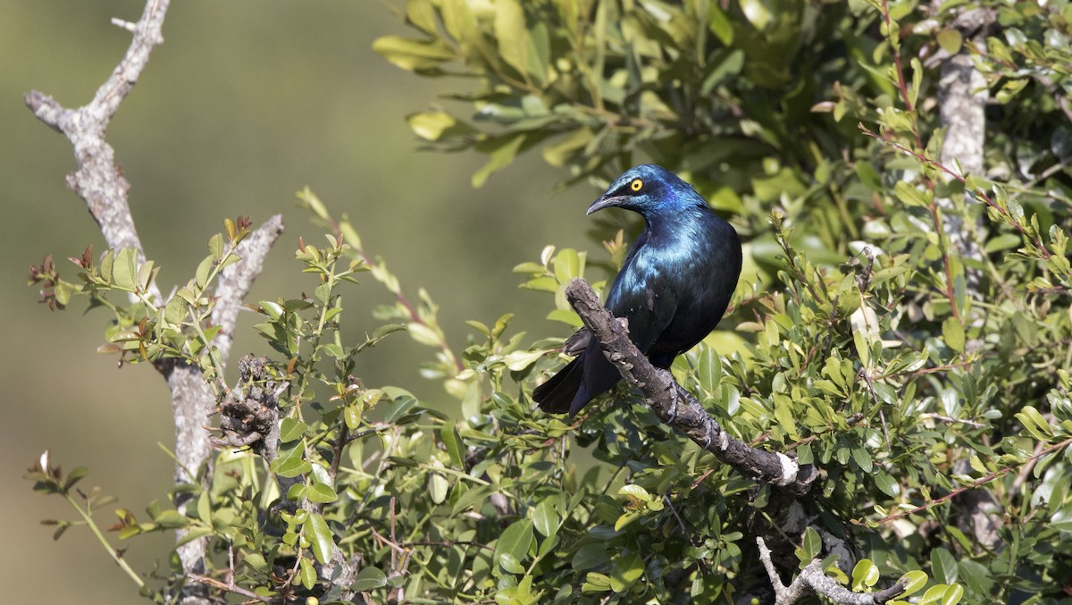 Greater Blue-eared Starling - ML638714981