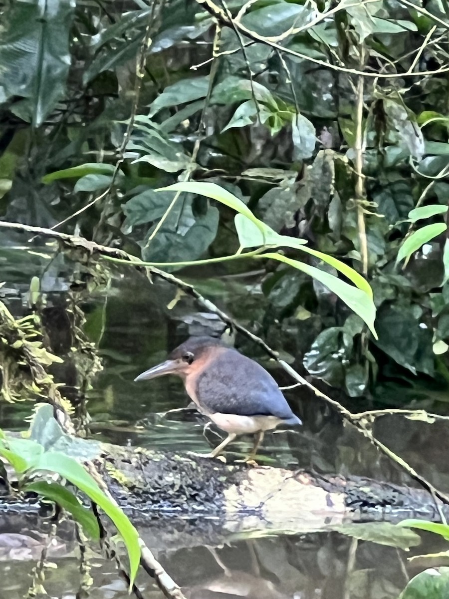 Zigzag Heron - ML638715003