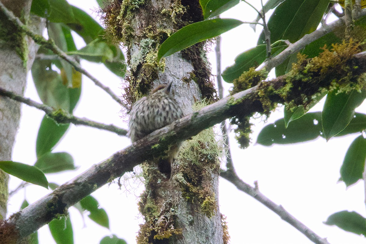 Streifenfaulvogel - ML638715010