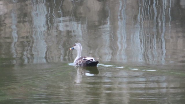 Indian Spot-billed Duck - ML638715036