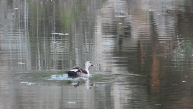 Indian Spot-billed Duck - ML638715041