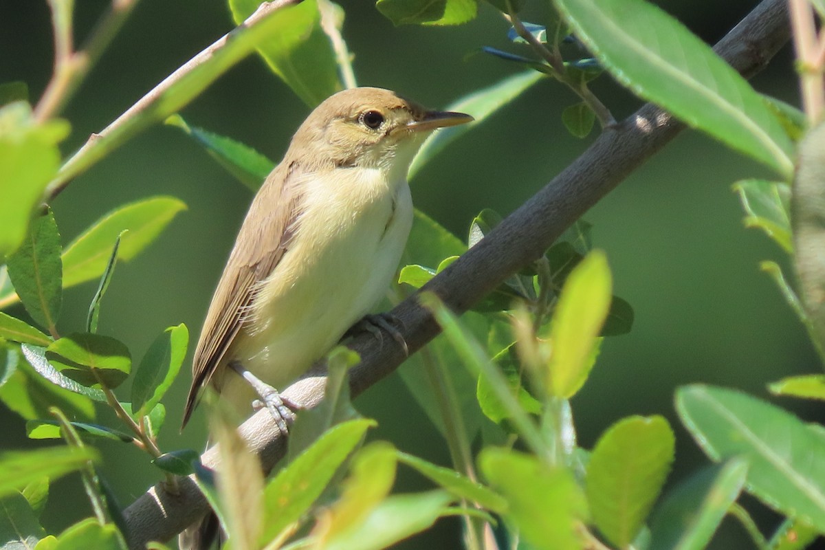 Melodious Warbler - ML638715064
