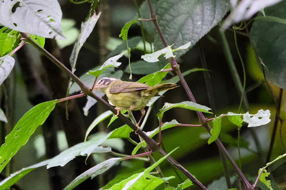 Three-striped Warbler (Three-striped) - ML638715072