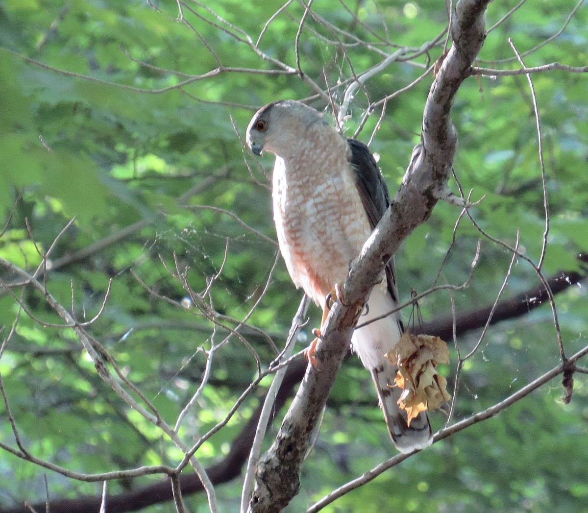 Cooper's Hawk - ML638715108
