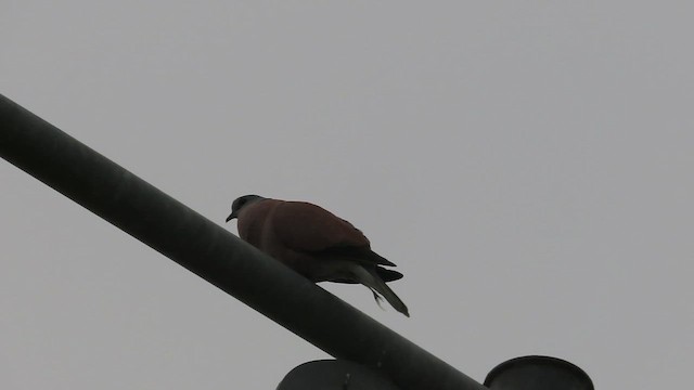 Red Collared-Dove - ML638715136
