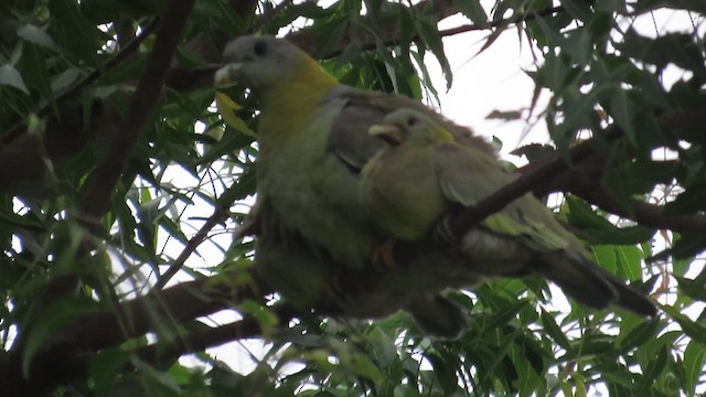 Yellow-footed Green-Pigeon - ML638715174