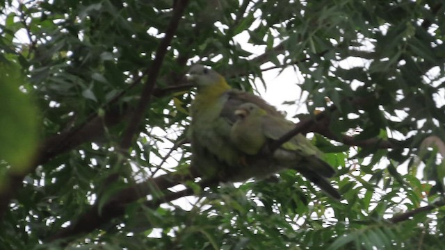 Yellow-footed Green-Pigeon - ML638715175