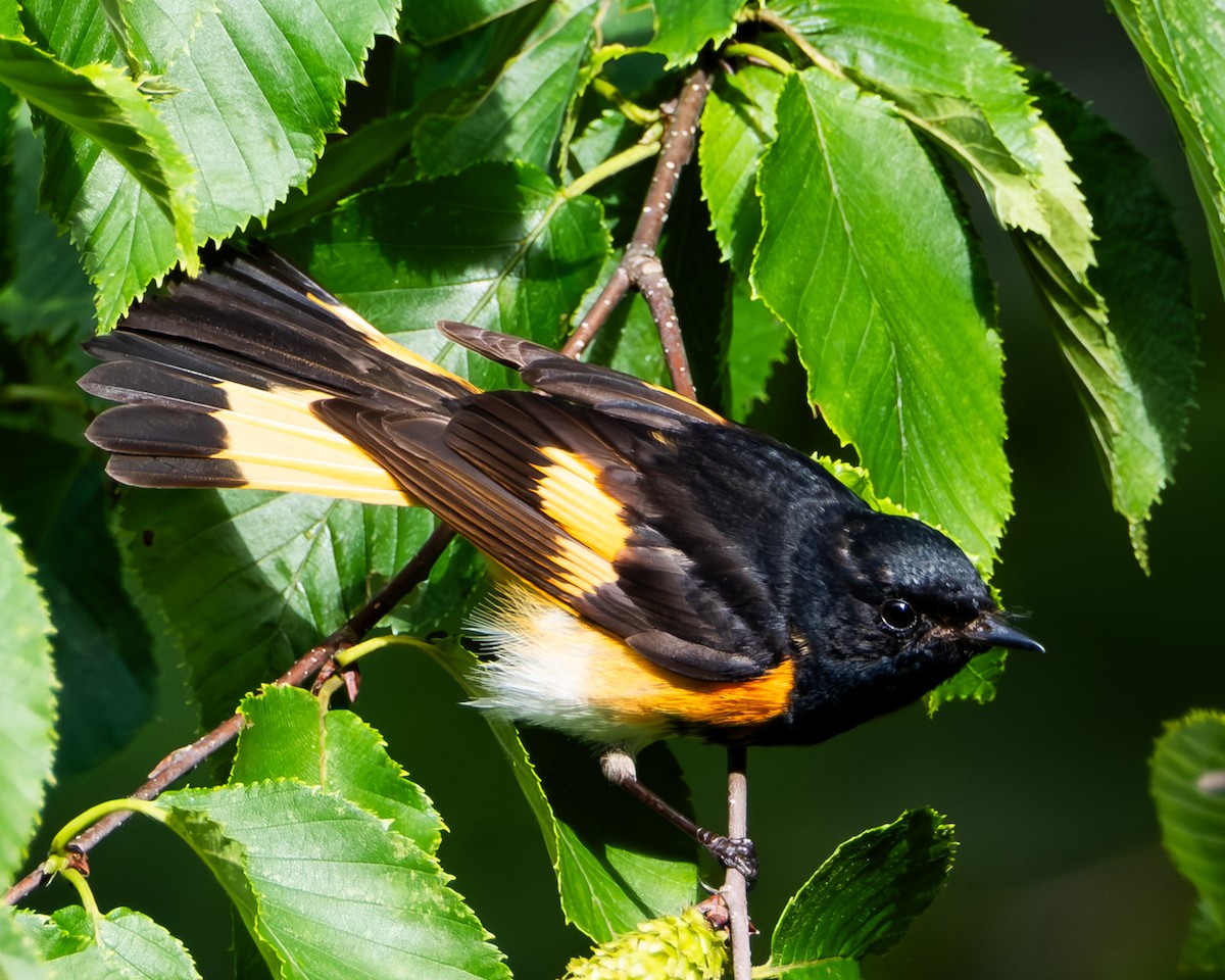 American Redstart - ML638715177