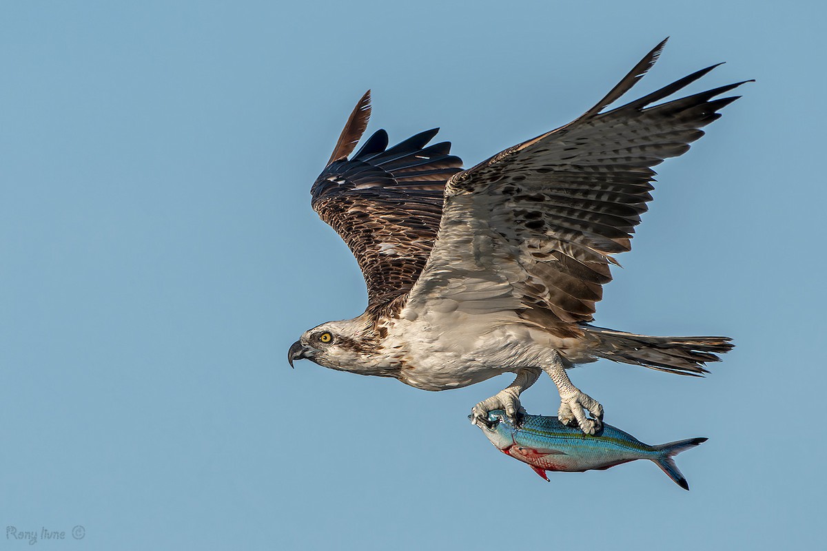 Osprey - ML638715180