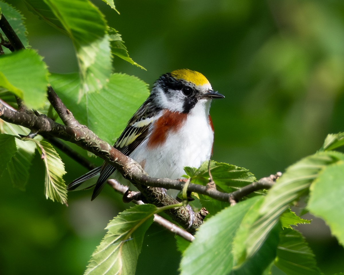 Chestnut-sided Warbler - ML638715186