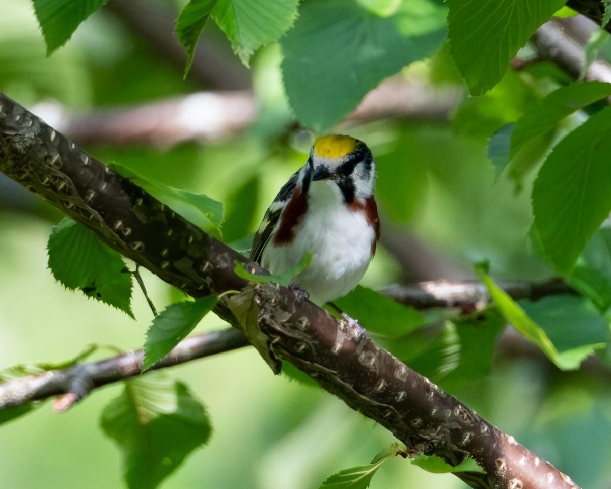 Chestnut-sided Warbler - ML638715187