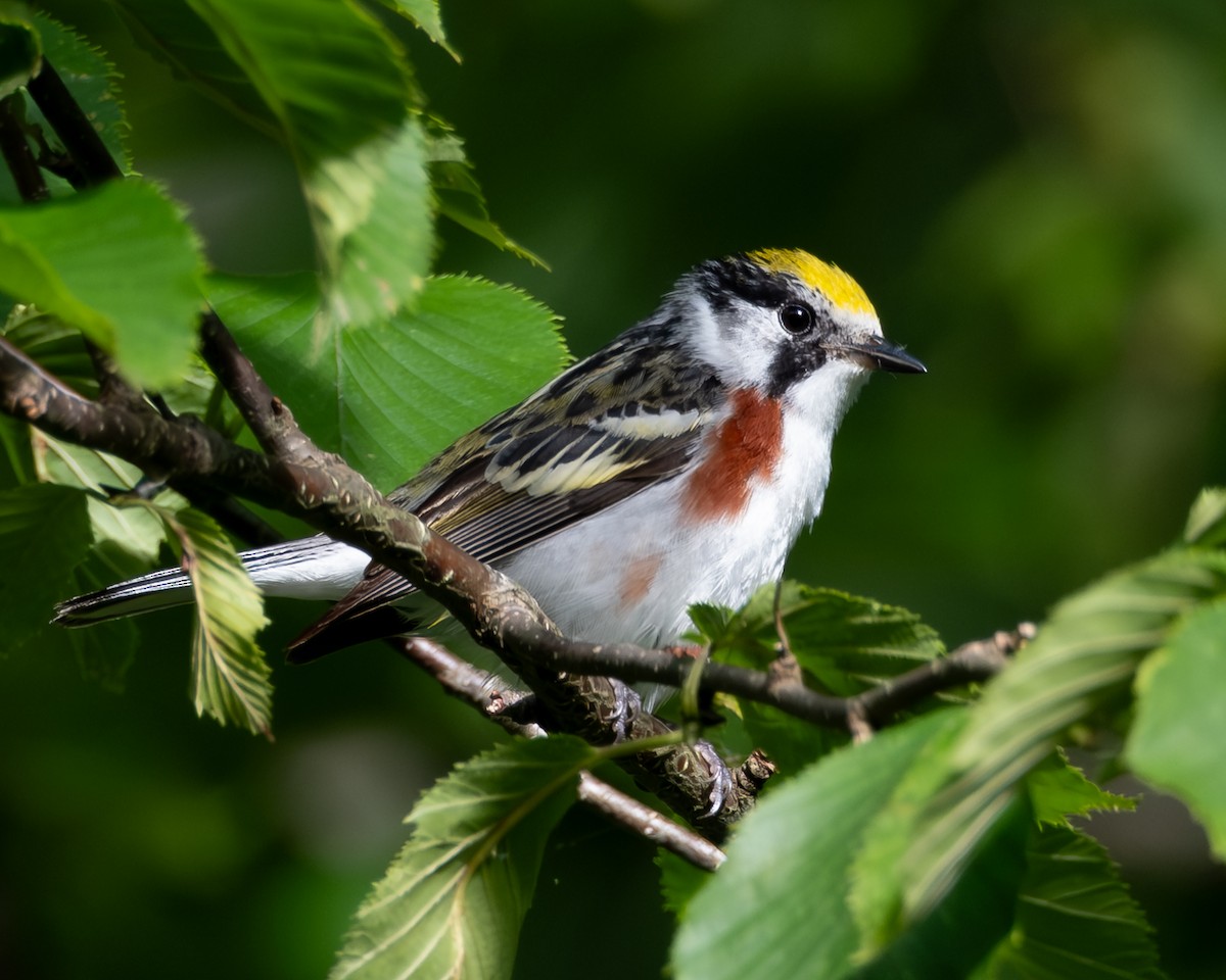 Chestnut-sided Warbler - ML638715191