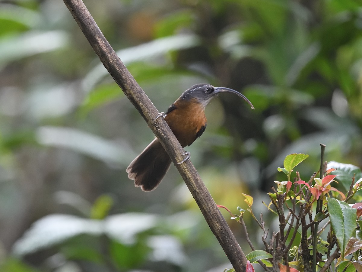 Slender-billed Scimitar-Babbler - ML638715227
