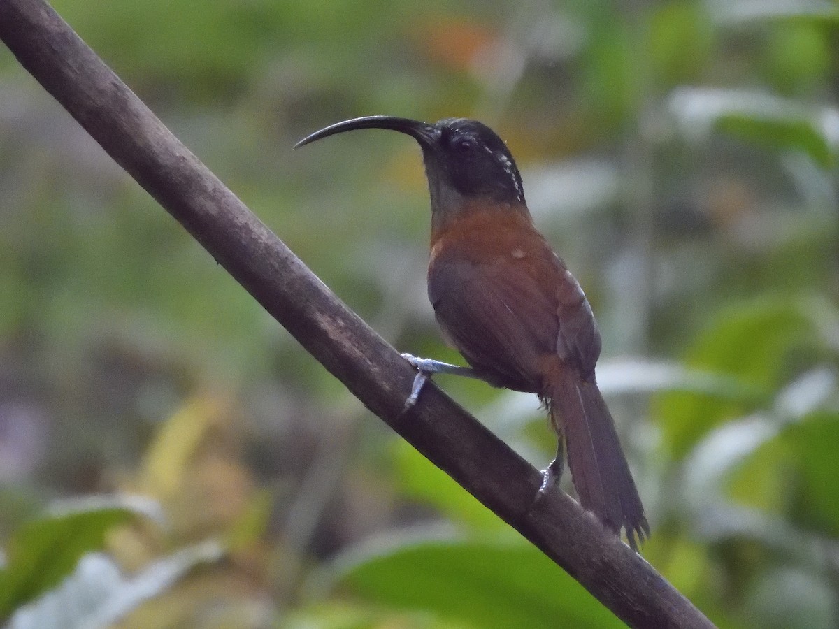 Slender-billed Scimitar-Babbler - ML638715228