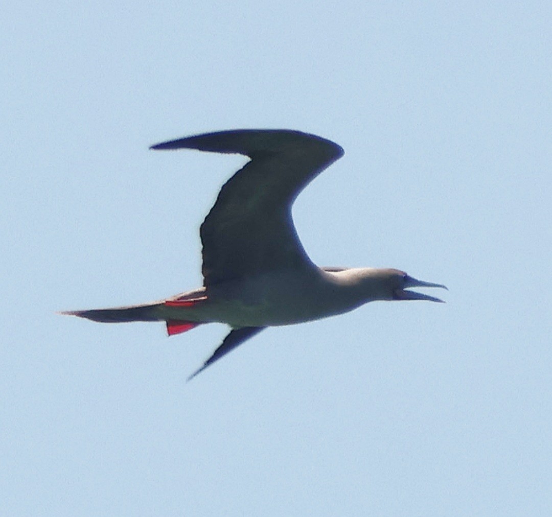 Red-footed Booby - ML638715245