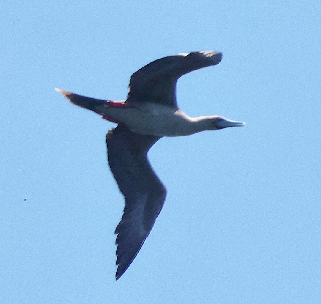 Red-footed Booby - ML638715246