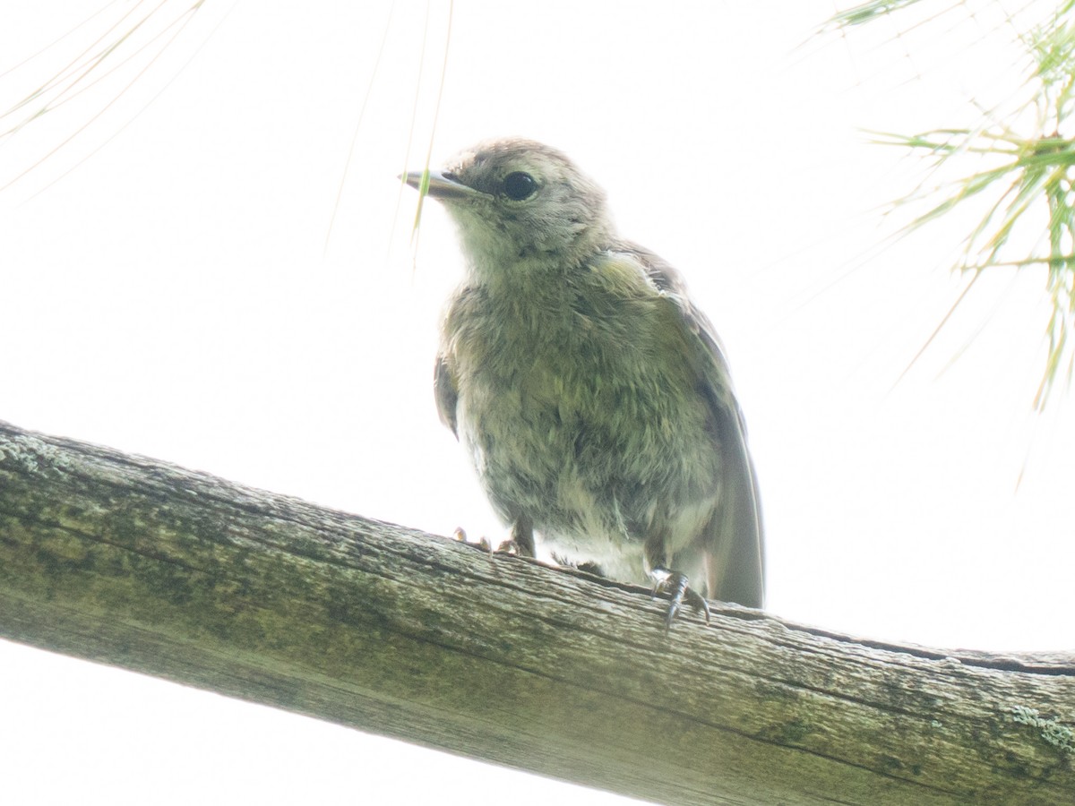 Pine Warbler - ML638715258