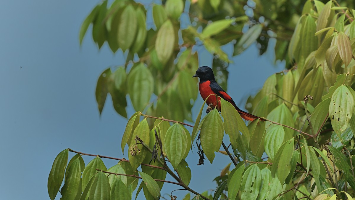 Short-billed Minivet - ML638715266