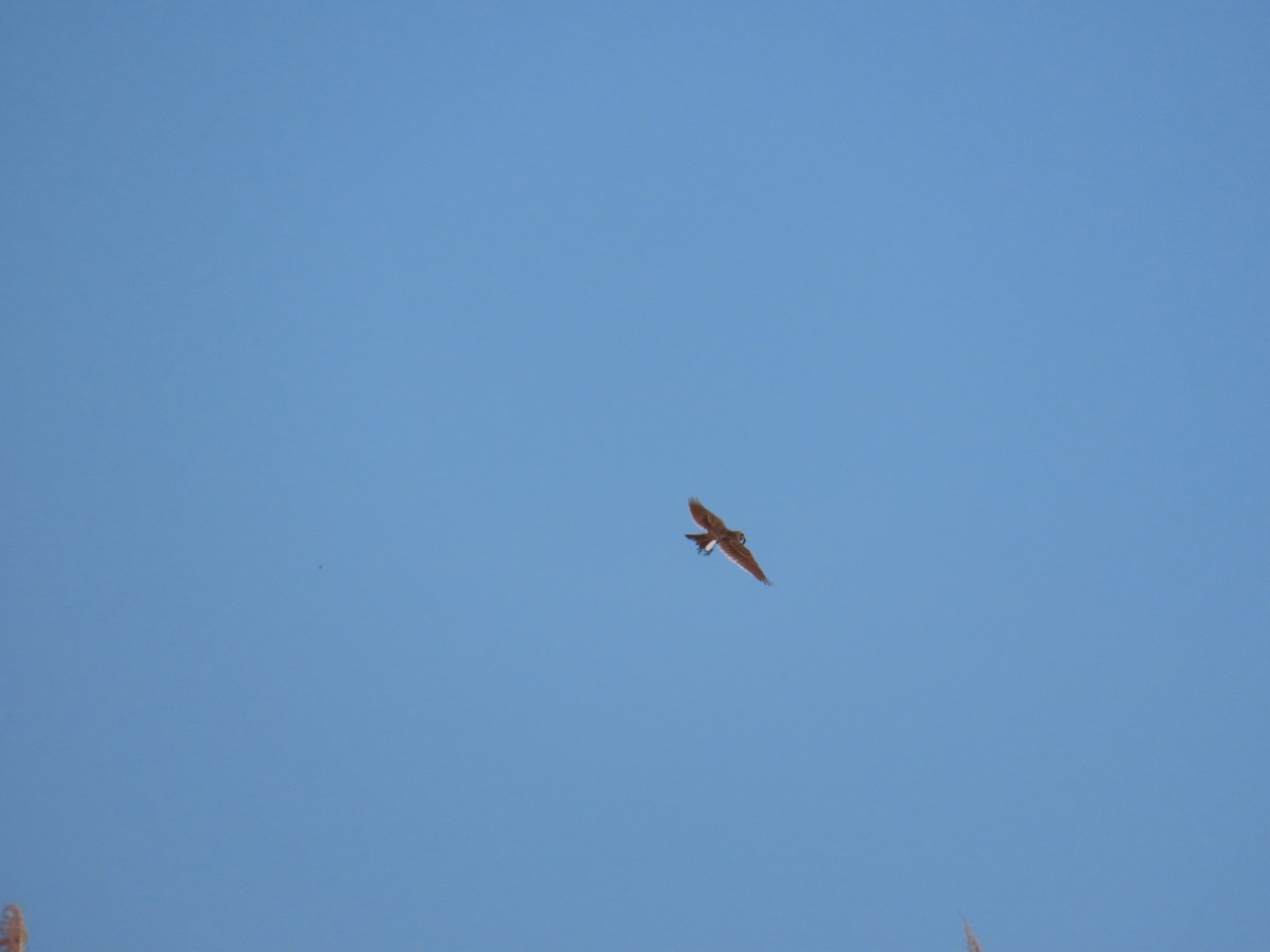 Oriental Skylark - ML638715299