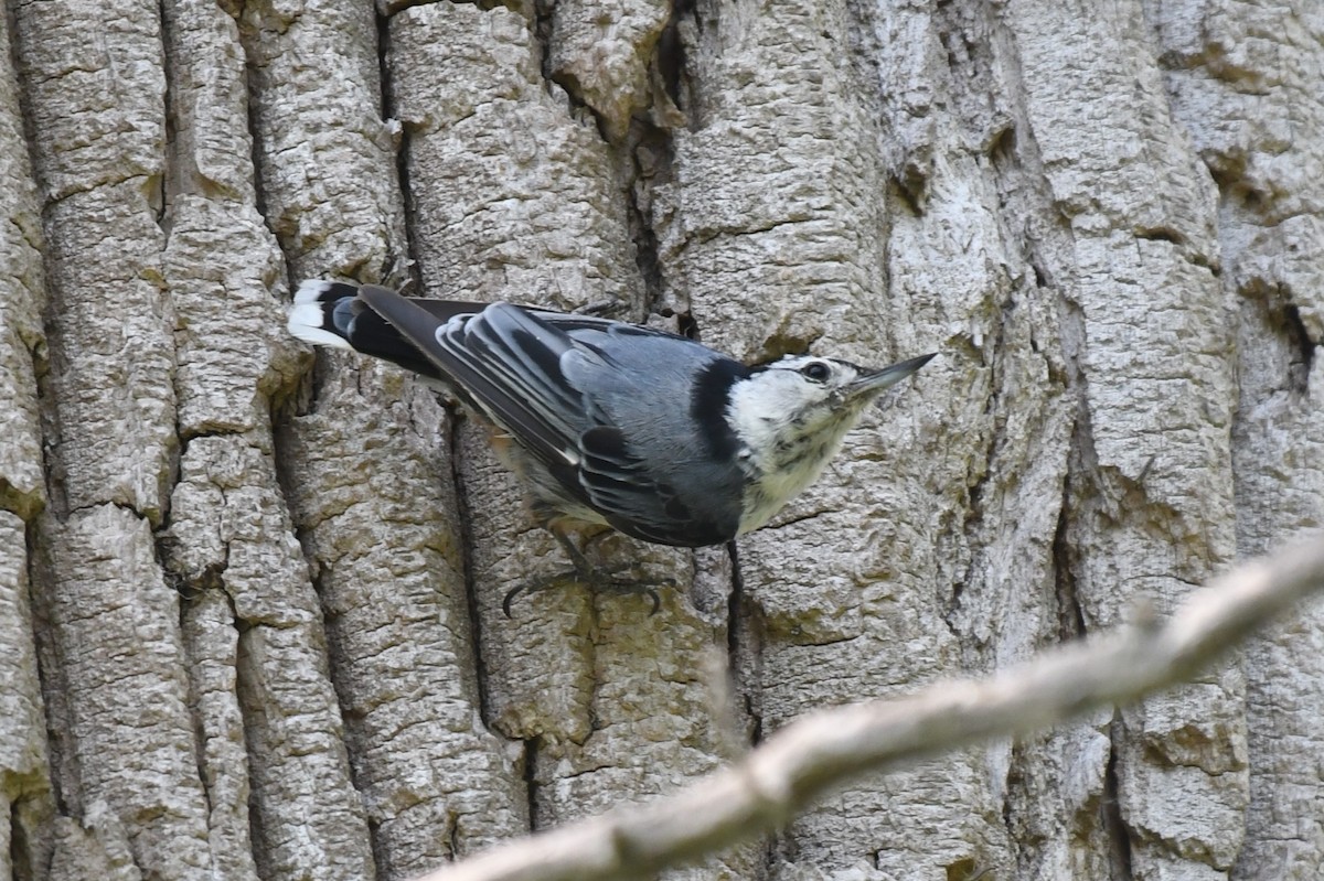 White-breasted Nuthatch - ML638715333