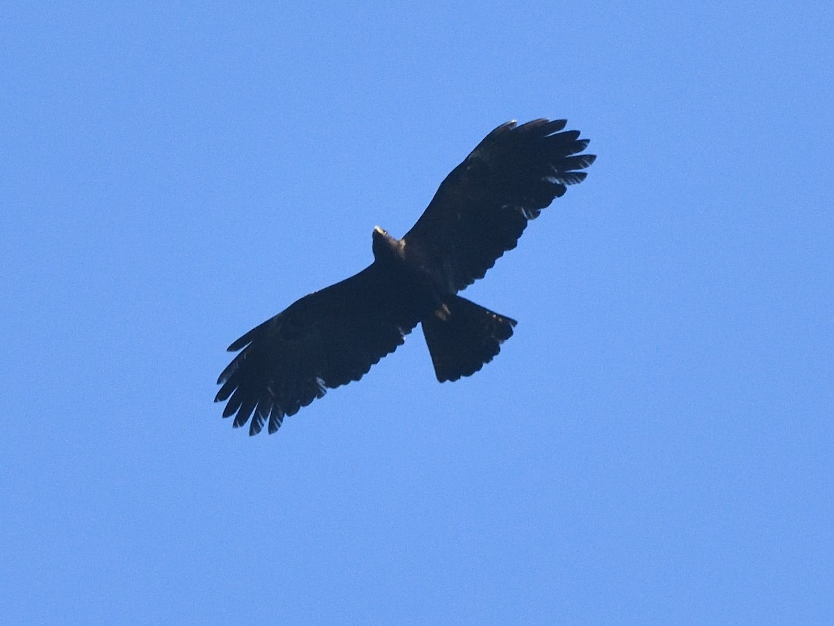 Black Eagle - ML638715347