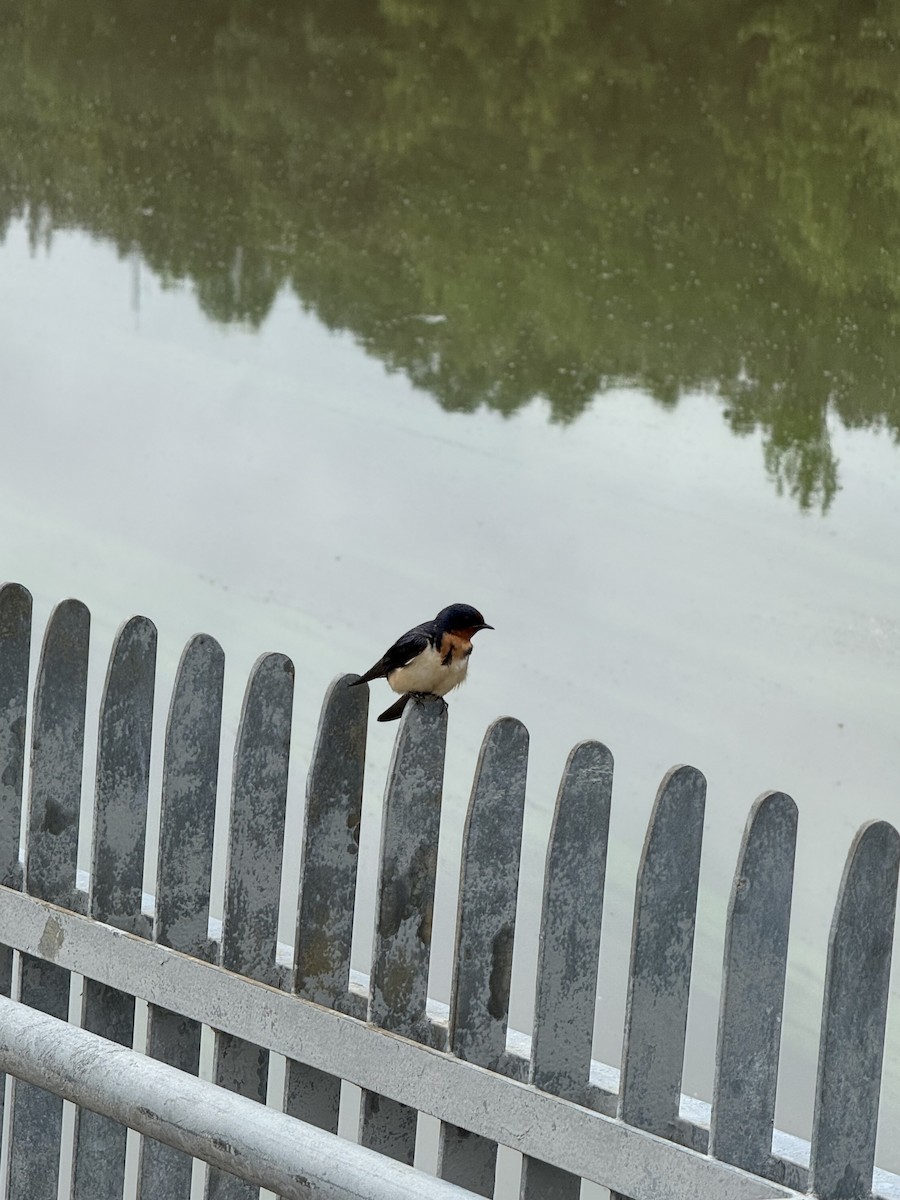 Barn Swallow - ML638715359