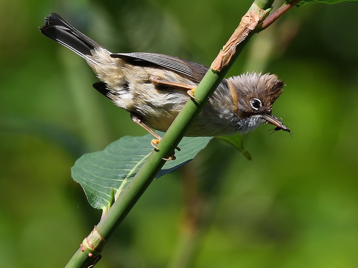 Yuhina Bigotuda - ML638715369