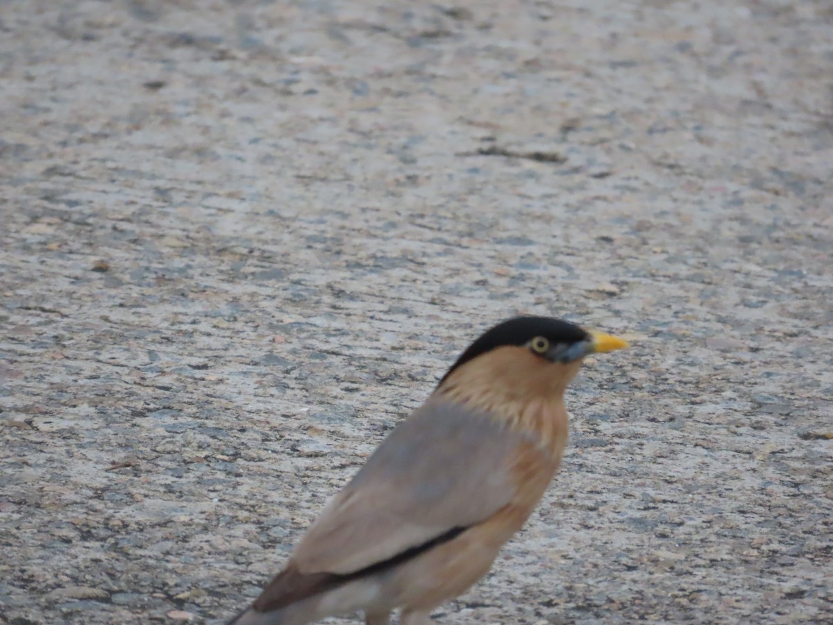 Brahminy Starling - ML638715374