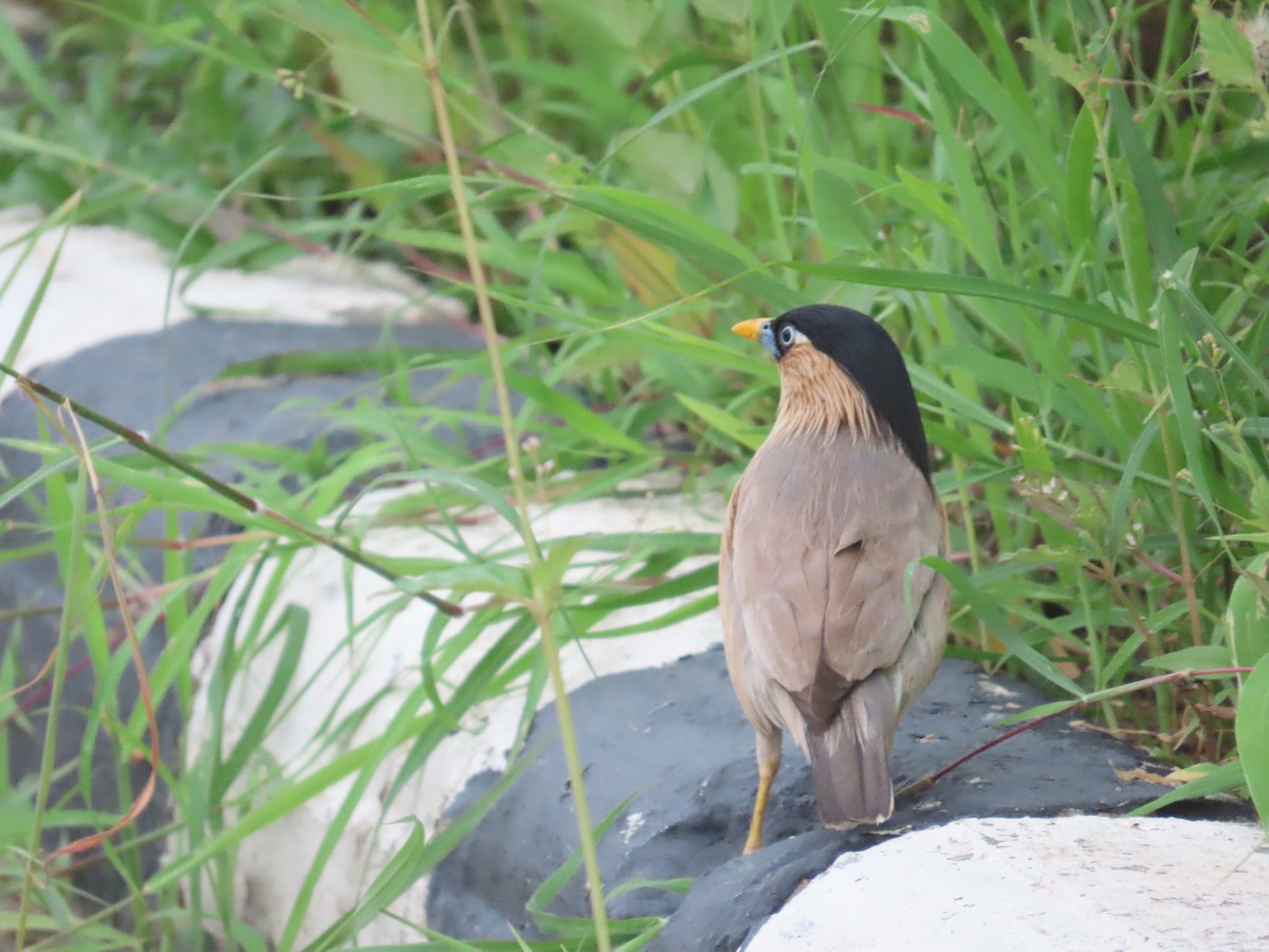 Brahminy Starling - ML638715375