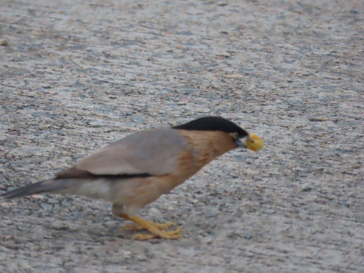 Brahminy Starling - ML638715376