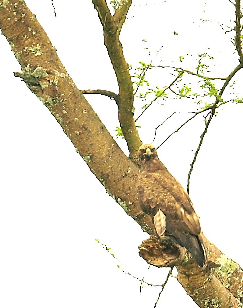 Wahlberg's Eagle - ML638715381
