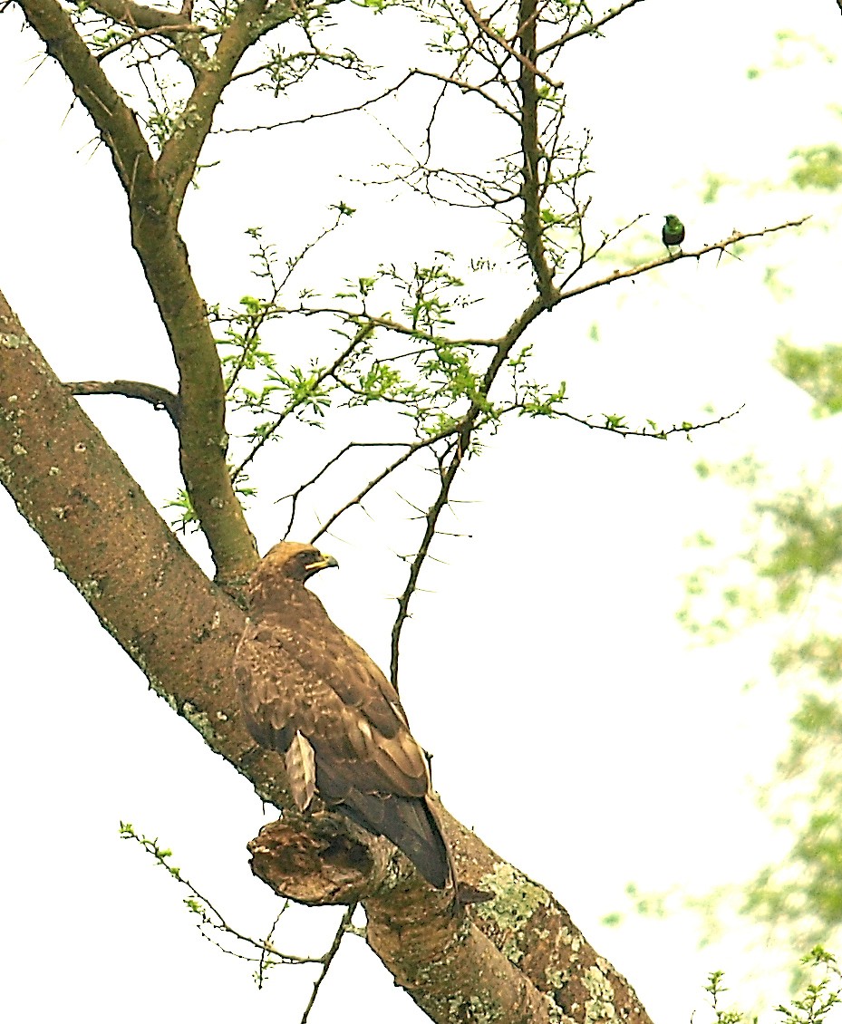 Wahlberg's Eagle - ML638715382